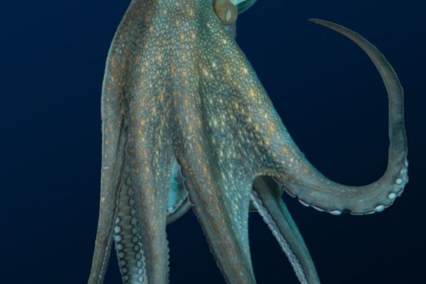 Kraken супернет рынок