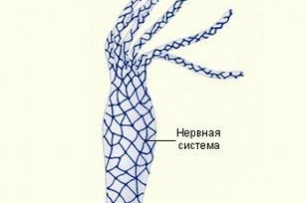 Kraken 20at