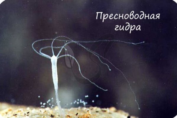Супернет кракен отзывы о платформе